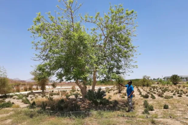 شجر المورينجا أحد المصادر المهمة للتنوع البيولوجي (الشرق الأوسط)

