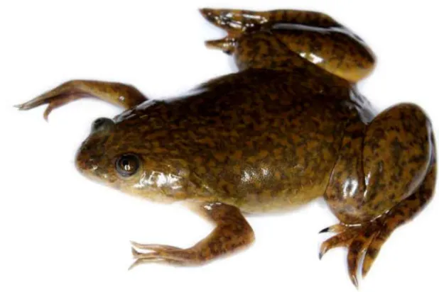 ضفدع «القيطم الأفريقي» (الفريق البحثي)