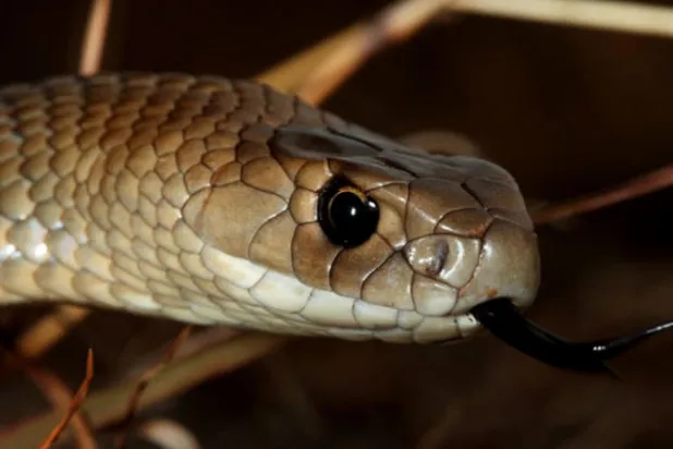 الأفعى البنية (المتحف الأسترالي )