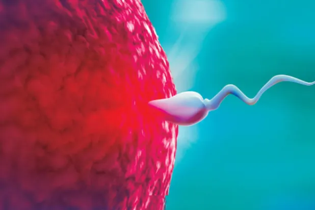 تكوّن الجنين... جوانب غامضة في عمليات التلقيح والإخصاب