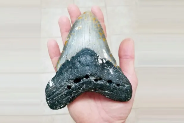 حفرية لأحد أسنان قرش ميغالودون