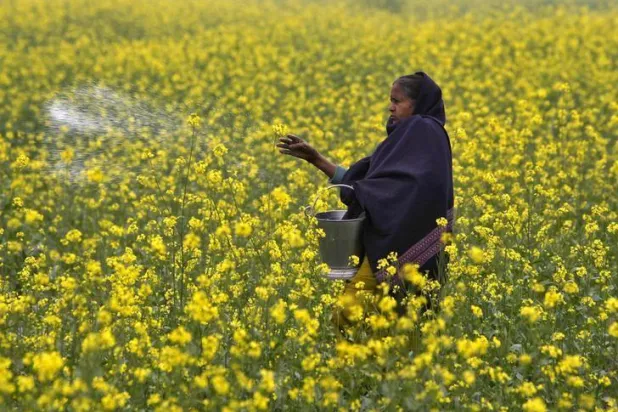 الجفاف أدى في العام الماضي  إلى خفض المحصول من بذور الخردل (أرشيفية-رويترز)