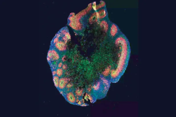 نموذج يحاكي القشرة المخية البشرية (الفريق البحثي)