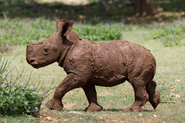 صغير وحيد القرن الأبيض في حديقة الحيوانات الوطنية في كوبا (رويترز)