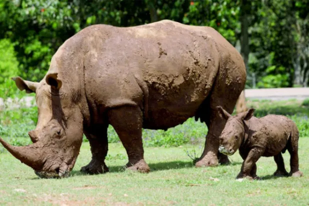 وحيد قرن صغير يسير بجوار أمه في حديقة حيوان هافانا (رويترز)