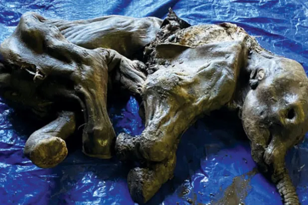 العثور على صغير ماموث محنط من العصر الجليدي