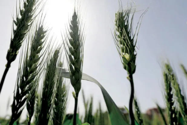 قالت «الفاو» إن حرب أوكرانيا ستستمر في رفع أسعار القمح مما يعرض ملايين الأشخاص لمواجهة خطر سوء التغذية (رويترز)