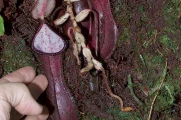 أباريق استخرجت من تحت الأرض (الفريق البحثي)