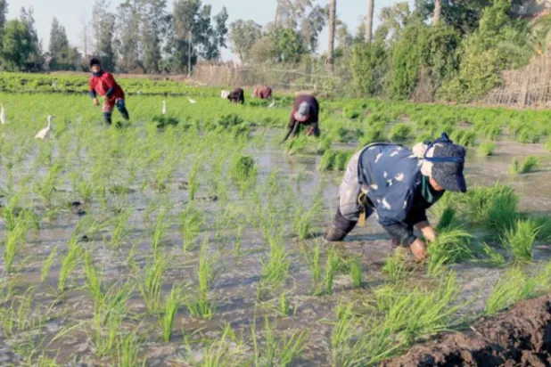 Nil Nehri kıyısındaki bölgeye pirinç fideleri diken Mısırlı çiftçiler (EPA)