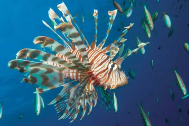 Scientists take a picture of the lionfish in the Red Sea. (Asharq Al-Awsat) 

