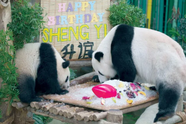 يعزز هذا الإبهام الزائف الأصابع الخمسة الموجودة حالياً في يد الباندا (أ.ب)