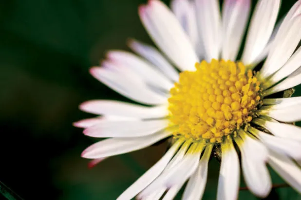 قصة قصيرة: لماذا تبكي كلما رأيت زهرة الأقحوان؟