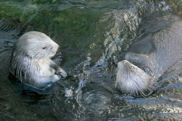 ثعالب البحر في حديقة مائية باليابان (أ.ب)