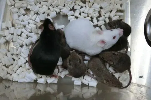 صورة نشرها العلماء لأول فأر مستنسخ  «دورامي» (الفأر الأسود الموجود على اليسار) وعدد من الفئران المستنسخة الأخرى (الغارديان)