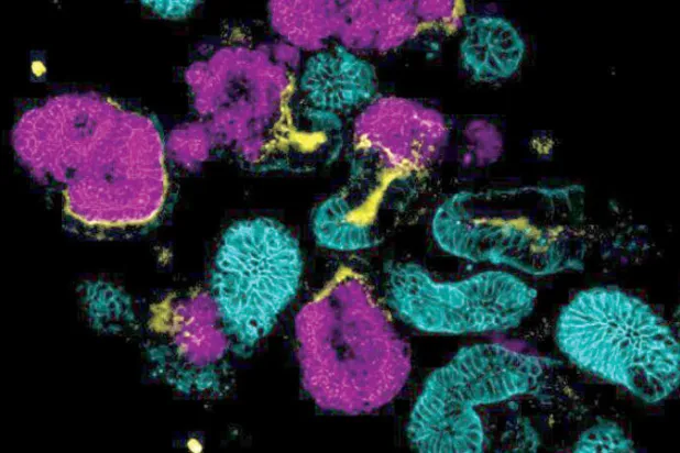 صورة مجهرية لعضيات الكلى المنتجة معملياً (ساينتفيك ريبورتيز)