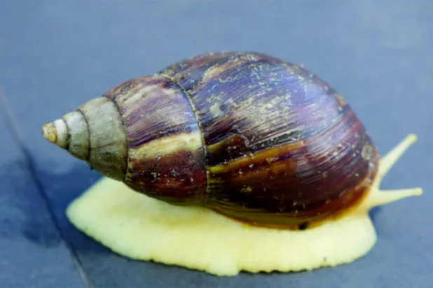 شوهد الحلزون الأفريقي العملاق في بلدة نيوبورت ريتشي بولاية فلوريدا (رويترز)