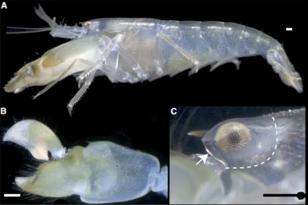 أغطية الرأس سر تجنب الجمبري أضرار موجات الصدمة