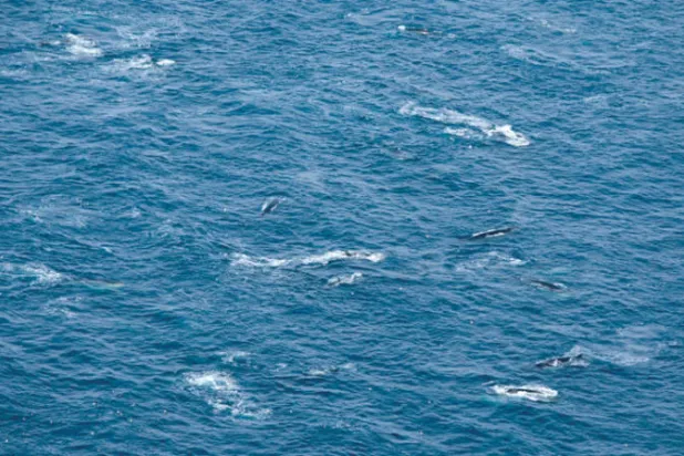 مجموعة من الحيتان الزعنفية تسبح في مياه القارة القطبية الجنوبية (أ.ف.ب)