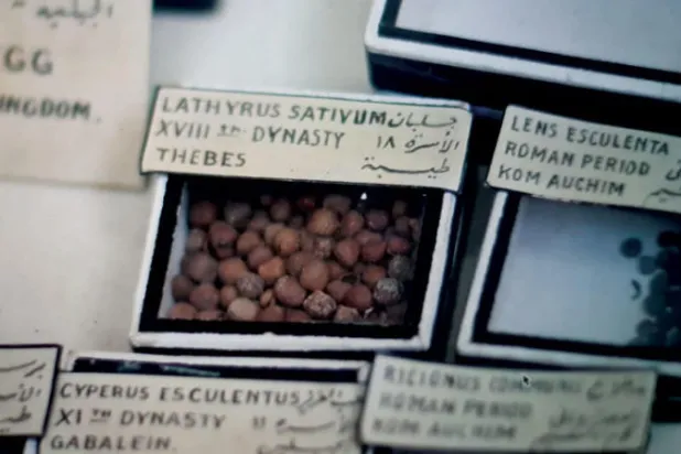 حبوب الجلبان في المتحف المصري بالتحرير (د.علاء حموية)