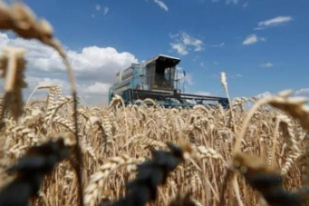 حقل من القمح قرب العاصمة الأوكرانية كييف (رويترز)