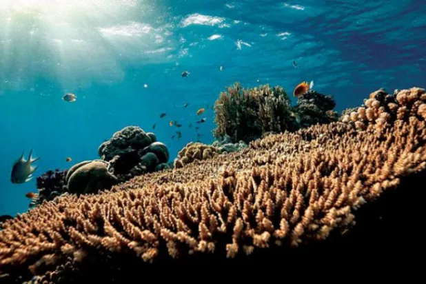 Denizlerin ve okyanusların sürdürülebilirliğini destekleyen finansal ürünlerin benimsenmesi için küresel çapta çağrılar artıyor. (Şarku’l Avsat)

