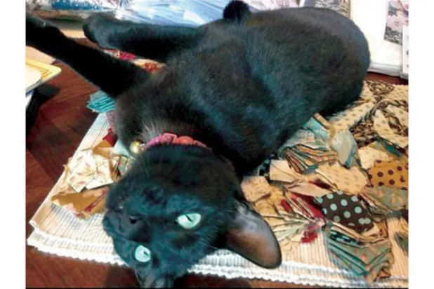 القطة رودي (حساب مالكتها على فيسبوك)