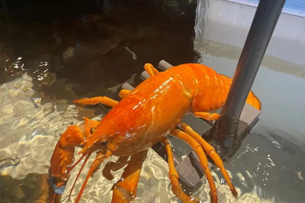 Turuncu ıstakoz parlak renkleriyle restoran personelinin dikkatini çekti (Ripley’s Aquarium)