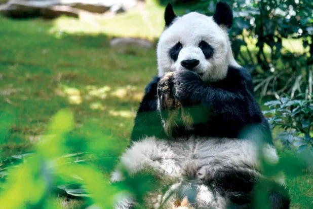 الباندا العملاق «آن آن» يتناول الطعام في صورة التقطت قبل عامين (أ.ف.ب)