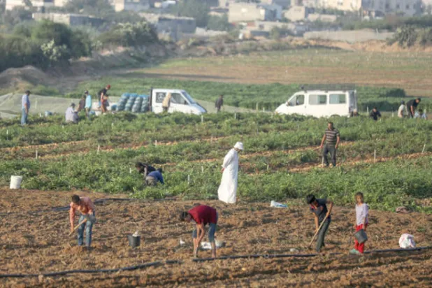 مزارعون فلسطينيون يعملون في حقولهم شمال قطاع غزة بالقرب من الحدود مع إسرائيل (غيتي)