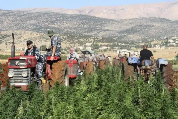 عناصر من الأمن اللبناني تقوم بتلف حقول مزروعة بنبتة الحشيش في بعلبك (أرشيفية - رويترز)