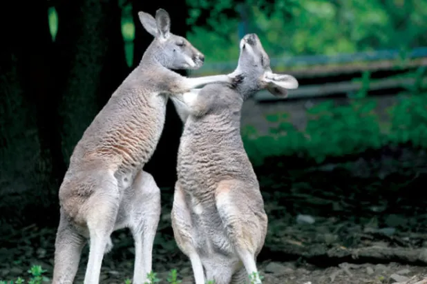 الكنغر الأحمر (د.ب.إ)