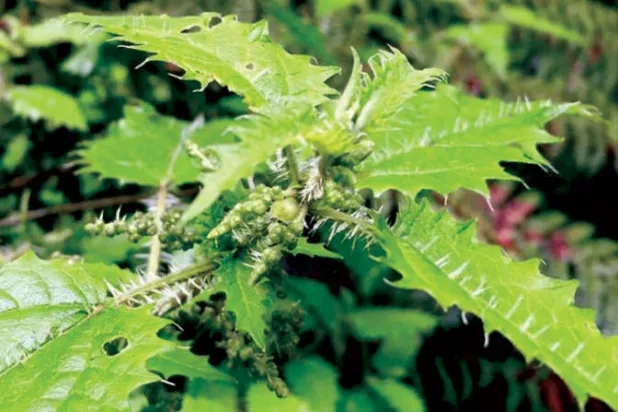 نبات القراص (الفريق البحثي)