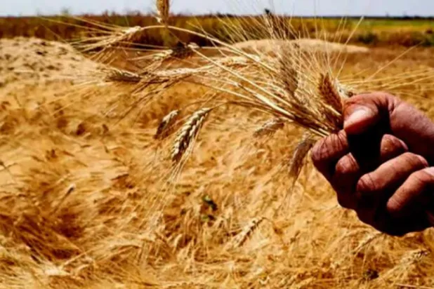 Küresel gıda güvenliği tehlikede!