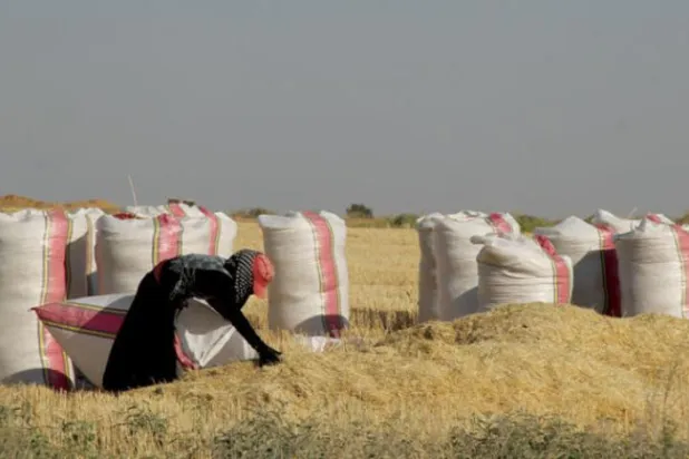 Wheat harvest in Syria’s Qamishli region in mid-July (Asharq Al-Awsat)