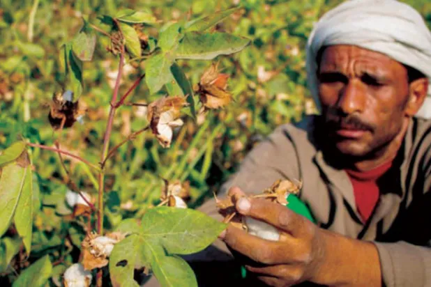 مزارع مصري يتفقد محصوله من القطن (أرشيفية)
