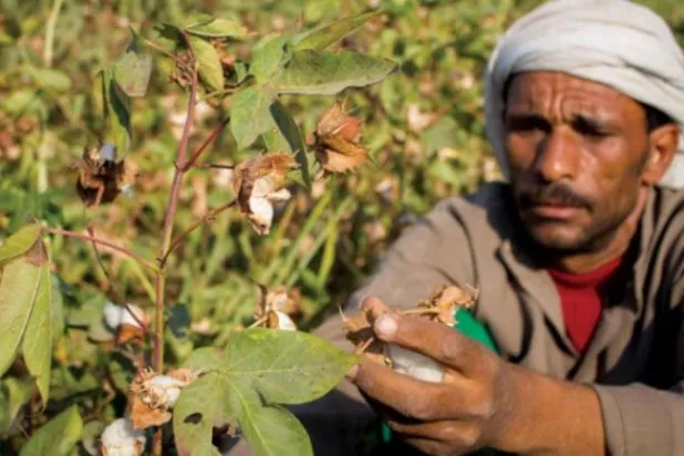 مزارع مصري يتفقد محصوله من القطن (أرشيفية)