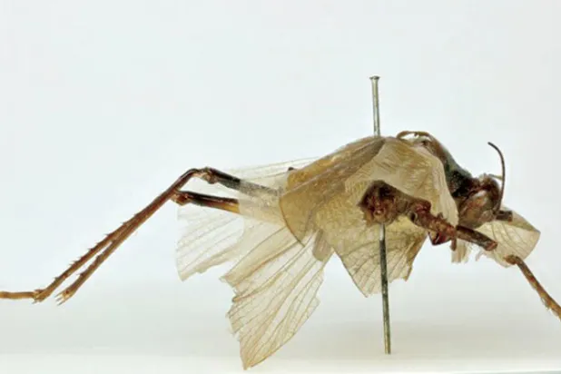 عينة الحشرة في متحف التاريخ الطبيعي (الفريق البحثي)
