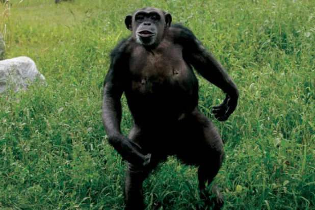 شمبانزي في محمية بشمال شرقي فيينا (رويترز)