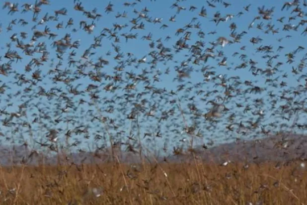 سرب من الجراد (الفاو)