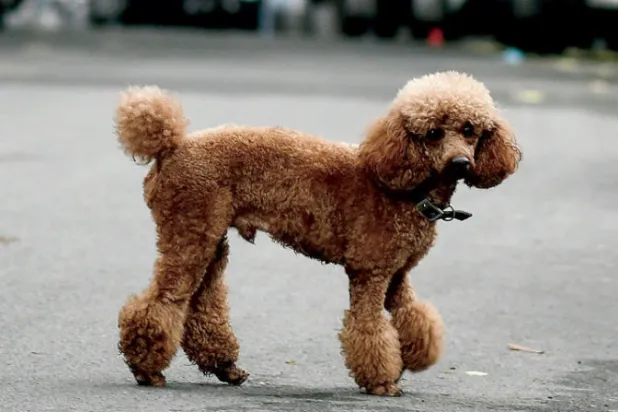 الكلاب تذرف الدموع عند لمّ شملها مع أصحابها (غيتي)