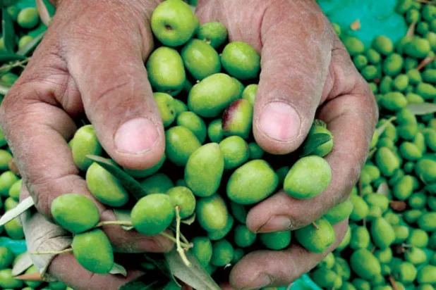 تحسنت عائدات صادرات زيت الزيتون التونسي هذا الموسم (رويترز)