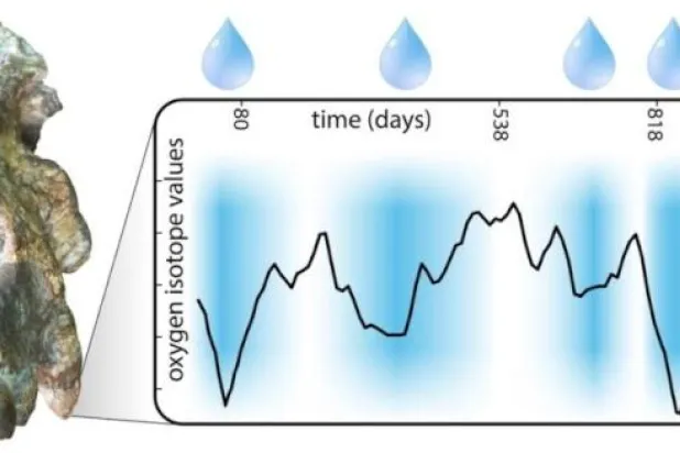 حفرية أسنان القرد (جامعة غريفيث)