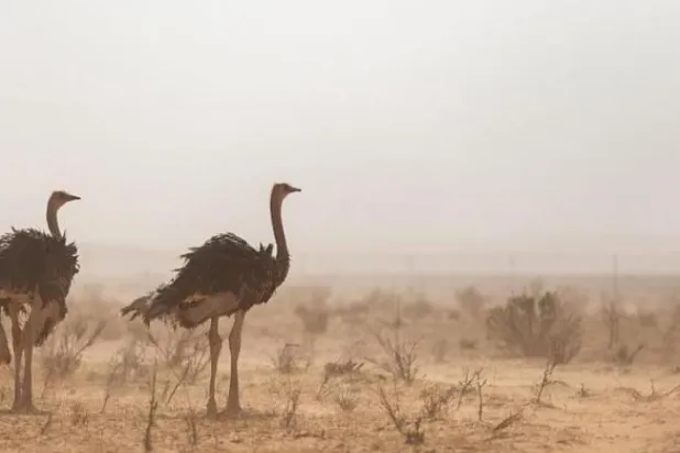  «منطقه حفاظت شده امام ترکی بن عبد الله» برای محافظت از محیط زیست و بازگرداندن و تولید مثل گونه های جانوری می کوشد (الشرق الاوسط)