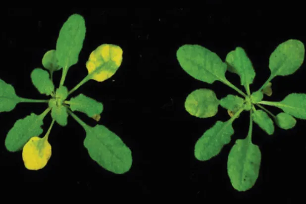 آلية الدفاع عزّزت قدرة النبتة (يمين) على الدفاع دون أضرار مقارنة بالنبتة (يسار) (جامعة ديوك)