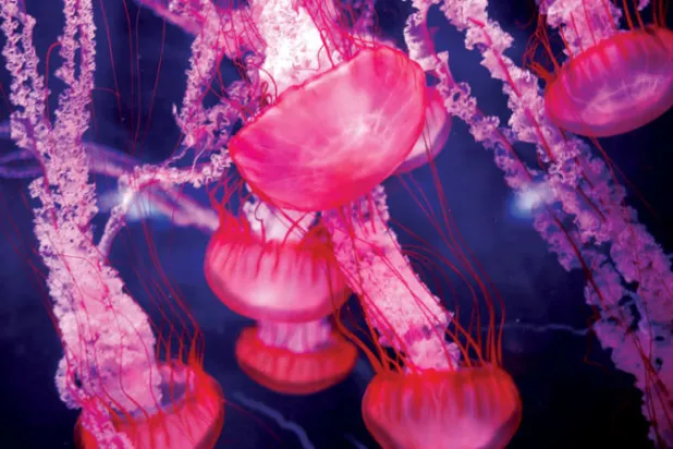 قنديل البحر في حوض مائي في باريس أكواريوم (رويترز)