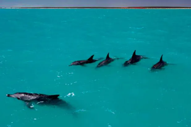 تُسلط الدراسة الضوء على مجتمعات الدلافين بصفة خاصة (الفريق البحثي)