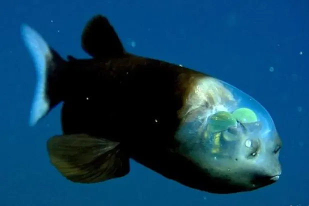 الأسماك تنظر إلى الأعلى من خلال رؤوسها الشفافة بعيون مثل الأجرام السماوية الفاتنة (الغارديان)