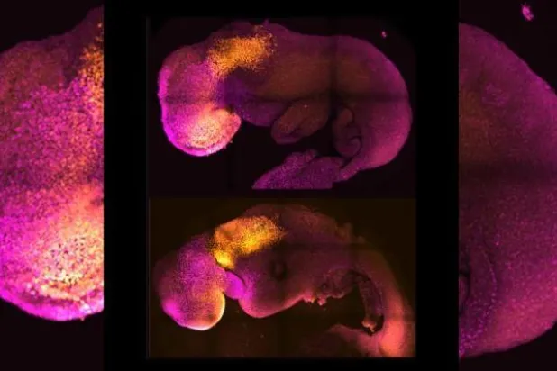 صورة التقطها العلماء لأحد أجنة الفئران الصناعية (سي إن إن)