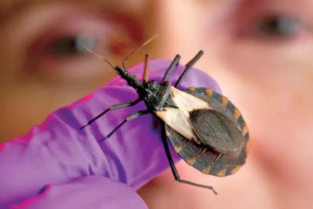 حشرة «البق القاتل» التي تحمل الطفيل المسبب للمرض