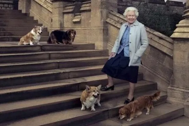 الملكة إليزابيث الثانية تظهر مع كلابها من نوع «كورغي» (رويترز)